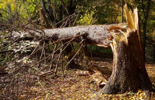 Калининград: заставили ЖЭК спилить опасные деревья во дворе