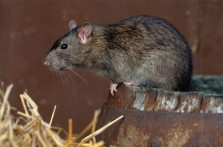Помогли петербуржцам избавиться от крыс в подъездах