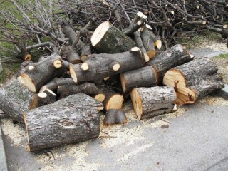 Мироновский Центр помог нижегородцам добиться спиливания сухого дерева во дворе
