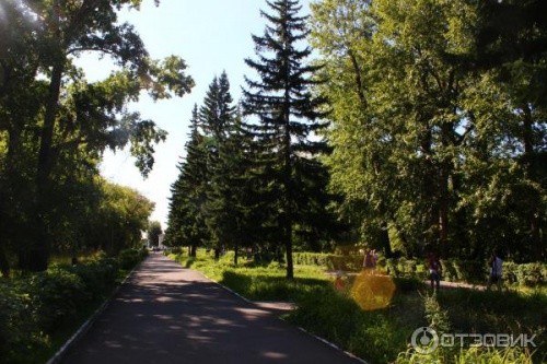 Мироновский Центр продолжает решать проблему ветхих деревьев в Барнауле