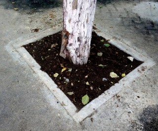 Сахалинский Центр справедливости отстоял дерево у нерадивых строителей