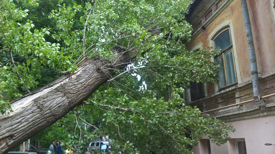 Саратов: заставили городские власти обрезать опасные деревья