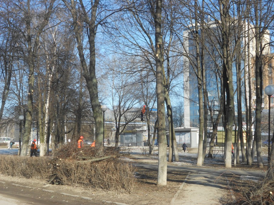 Рязанцы заставили коммунальщиков заняться вырубкой сухих деревьев