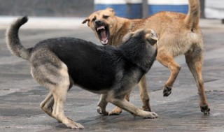 Центр защиты прав граждан в Улан-Удэ помог обезопасить двор от бродячих собак