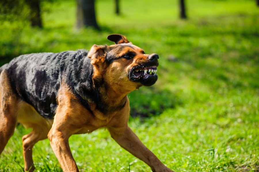 Очередное нападение бродячих собак в Астрахани. Пострадавшая отсудила у города 15 000 рублей