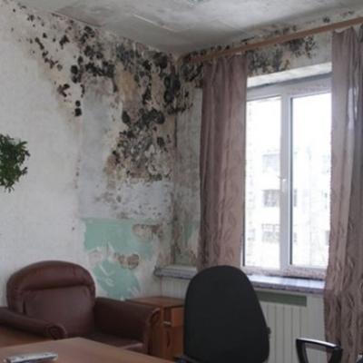 Нижегородка два года жила с опасной плесенью в квартире