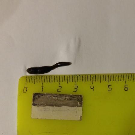 В Забайкальском крае из кранов с водой посыпались пиявки