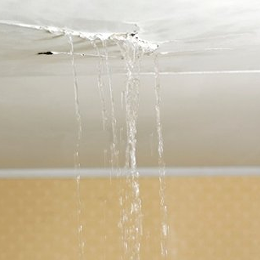 Из-за постоянно текущей кровли у жительницы Казани завелись мокрицы